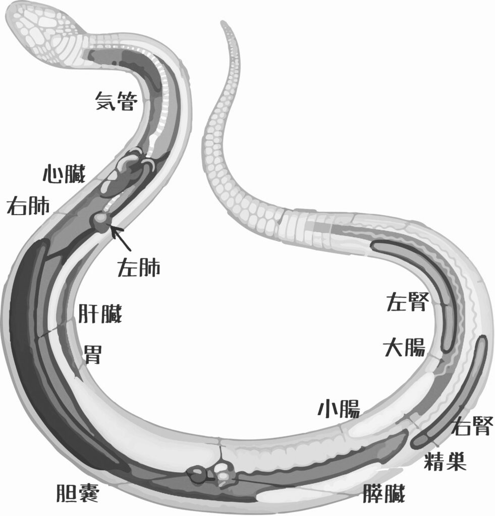 蛇の内臓